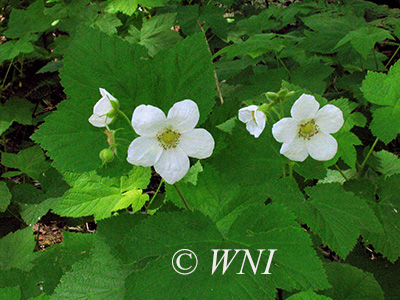 Thimbleberry (Rubus parviflorus)